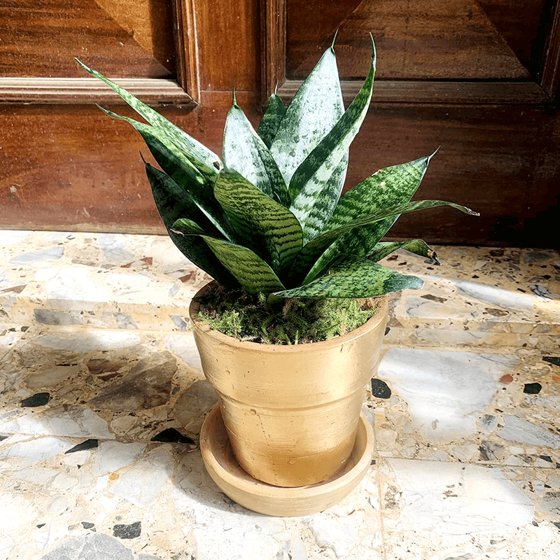 futura-robusta futura-robusta